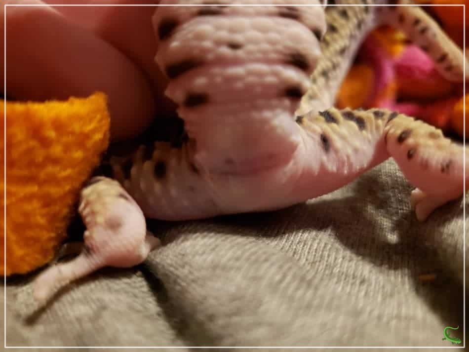 5 Reasons Why Your Leopard Gecko Is Licking Its Vent
