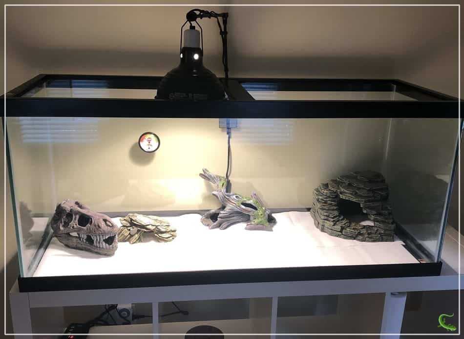 Will Leopard Geckos Die Without Heat?