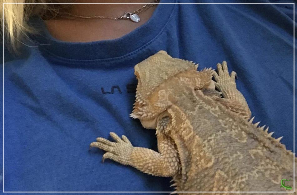 Why Does My Bearded Dragon Fall Asleep On Me 
