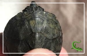 Shell Rubbing Why Is My Turtle Rubbing Its Shell? - Reptile Jam