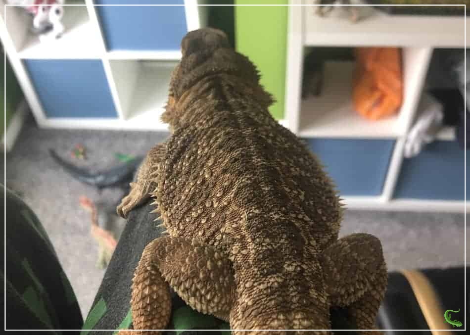 Can a Bearded Dragon Survive a Fall?