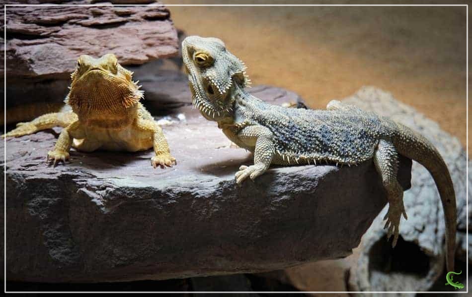 Why Are My Bearded Dragons Fighting?