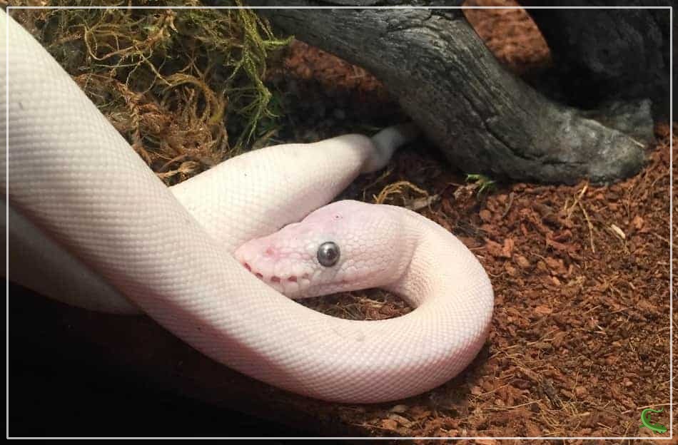 Why Is My Ball Python’s Belly Pink?
