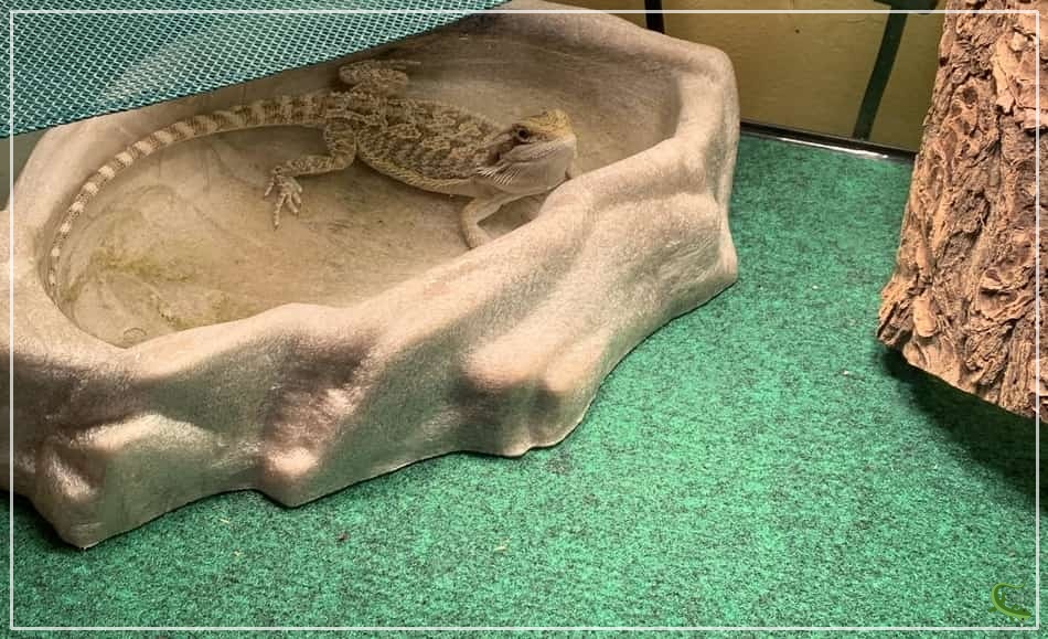 Why Does My Bearded Dragon Poop in His Water Bowl?
