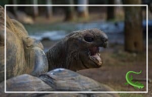 Why Is My Tortoise Gulping? - Reptile Jam