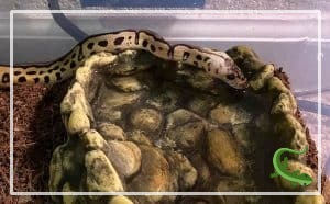 Can Ball Pythons Hold Their Breath Underwater?