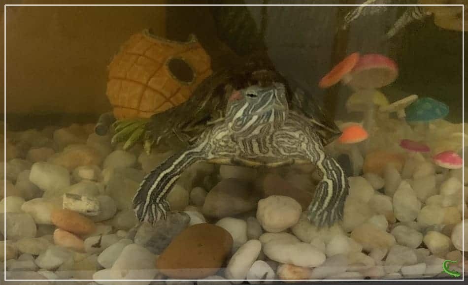 Why Does My Turtle Tank Have Worms?