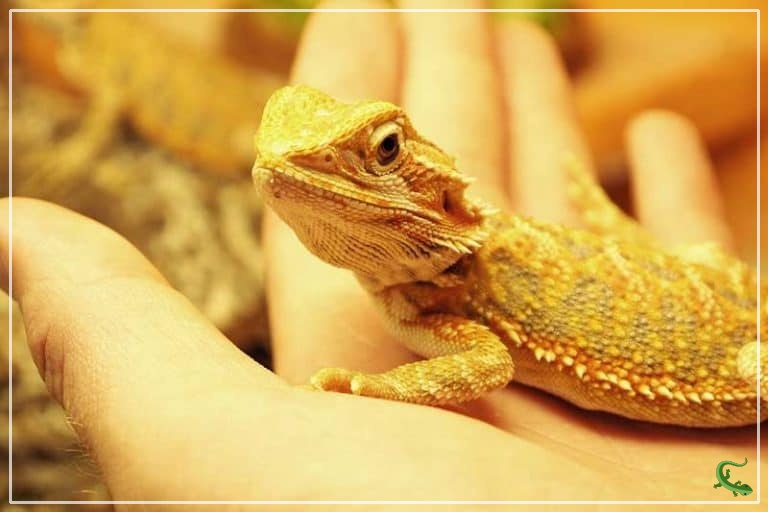 28 of the MOST Interesting Facts About Bearded Dragons - Reptile Jam