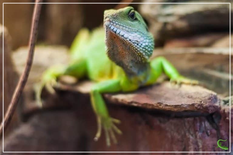 Types of Pet Lizards (25 Species) Reptile Jam