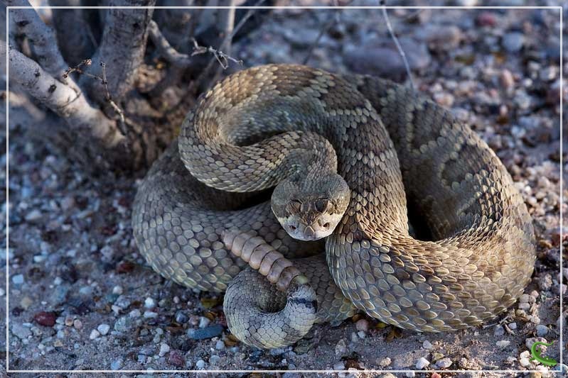Rattlesnakes In Texas 9 Species With Pictures Reptile Jam