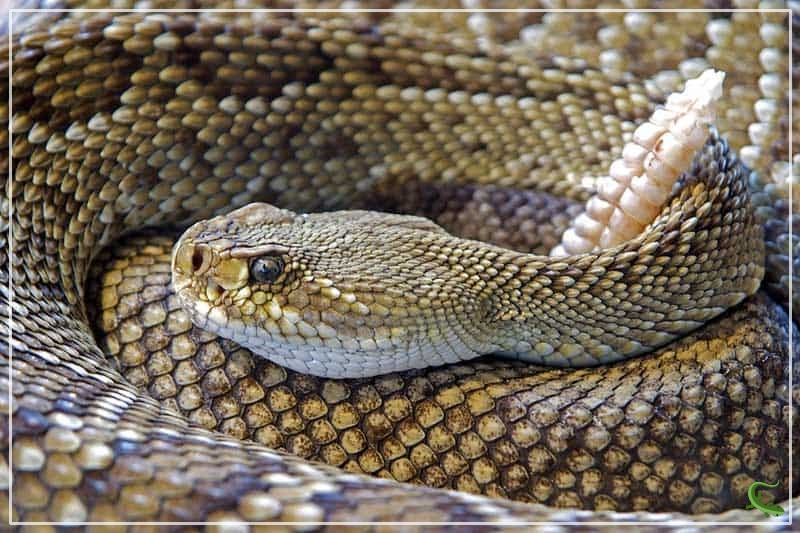 Rattlesnakes In Texas 9 Species With Pictures Reptile Jam