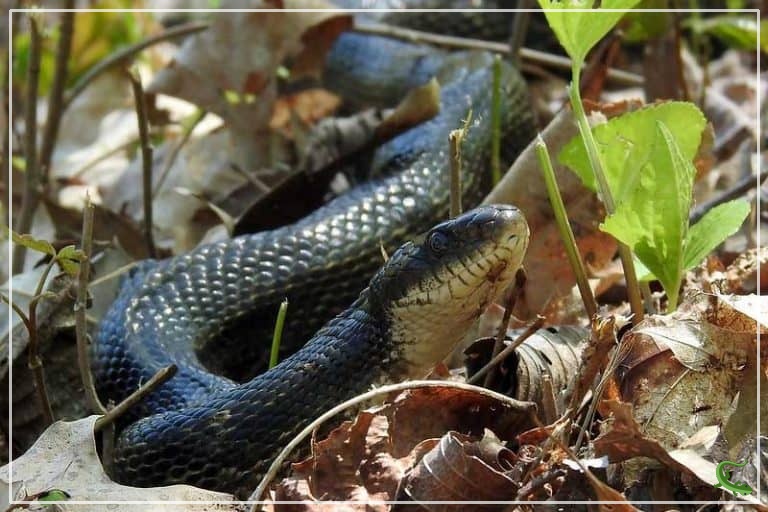 5 Kinds of Rat Snakes in (Pictures & Facts) Reptile Jam