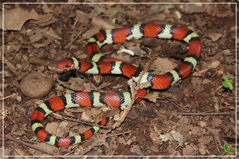 10-coral-snake-look-alikes-in-the-u-s-reptile-jam