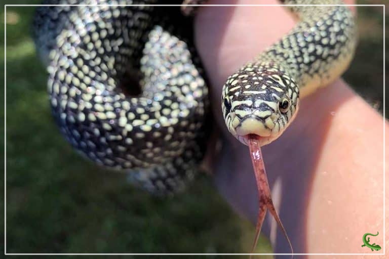 5 Types of Kingsnakes in Mississippi (Pictures) Reptile Jam