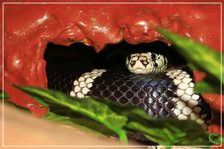 Kingsnake Care Sheet (7 Things to Keep in Mind) Reptile Jam