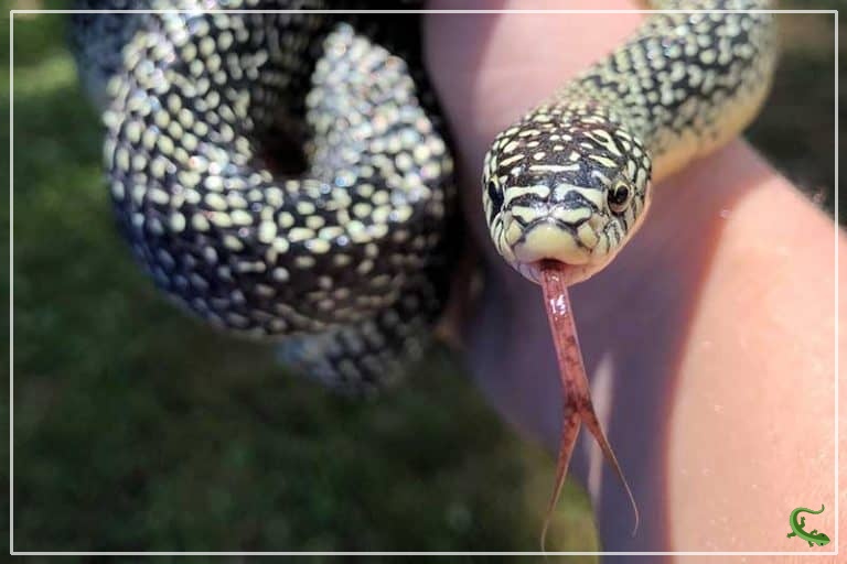6 Species of Kingsnakes in Missouri (Pictures) Reptile Jam