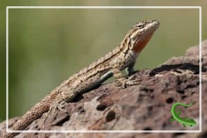 15 Common Types of Lizards in Texas (with Pictures) - Reptile Jam