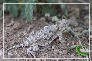 15 Common Types of Lizards in Texas (with Pictures) - Reptile Jam