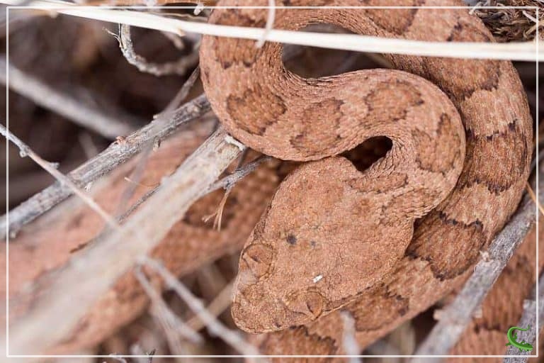 6 Species of Rattlesnakes in Utah (with Pictures) Reptile Jam