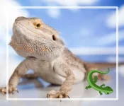 Bearded Dragon Euthanasia - When it is Necessary?