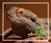 Bearded Dragon Sneezing - When to Worry and What to Do? Bearded Dragon Sneezing - When to Worry and What to Do?