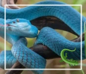 11 Blue Snakes That Will Leave You Breathless 11 Blue Snakes That Will Leave You Breathless