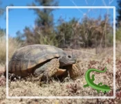 Why are Desert Tortoises Endangered?