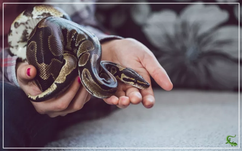 Snake Breeding And Reproduction 101 The Basics You Need To Know Snake Breeding And Reproduction 101 The Basics You Need To Know