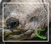 Hearing is Believing: The Science Behind Tortoise Ears