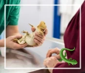 Bearded Dragon Enema: The Last Resort for Constipation?