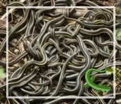 What is a Group of Snakes Called?