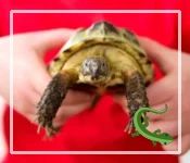 How Much Does a Tortoise Weigh?